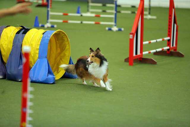 Canine Sports 2
