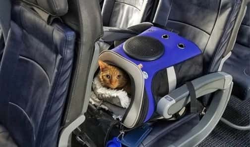How To Travel With A Cat 2