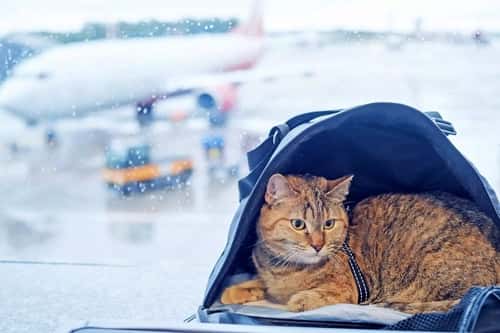How To Travel With A Cat 4