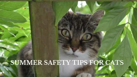 Summer Safety Tips for Cats