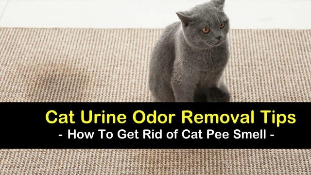 get rid of cat pee smell 1