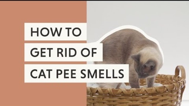 get rid of cat pee smell 3