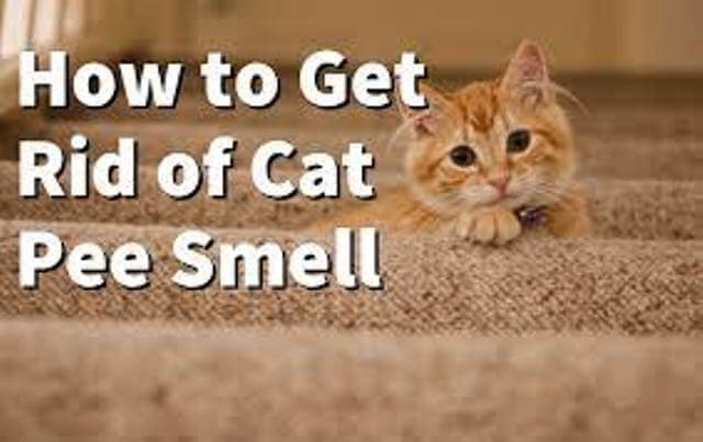 get rid of cat pee smell 6