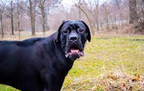 Aggressive Cane Corso Dog Breed
