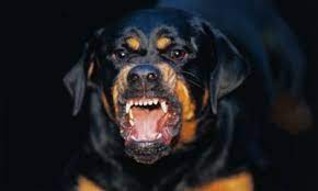 Aggressive Rottweiler Dogs