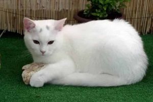 American Shorthair White Cat Breeds