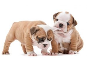 quiet dog breeds Bulldog puppies