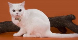 White Cat Breeds American Shorthair