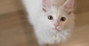 White Cat Breeds Norwegian Forest