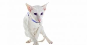 White Cat Breeds Oriental