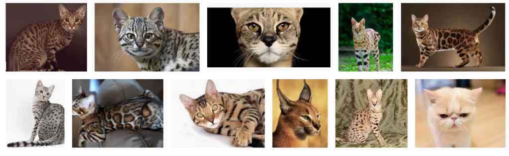 exotic cat breeds 1