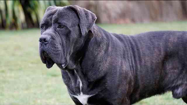Cane Corso Muscled Dog