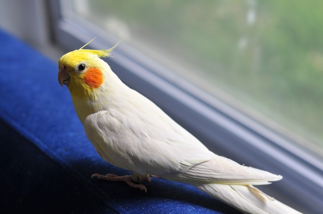 Cockatiel Bird Care