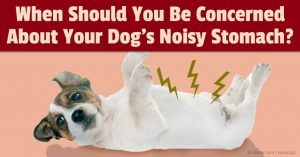 Dog's Stomach Making Noises