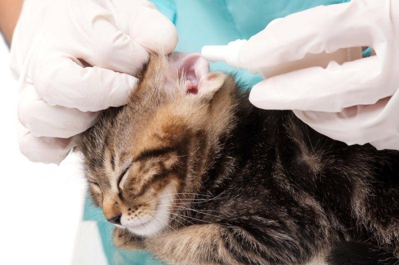Ear Mites In Cats 5
