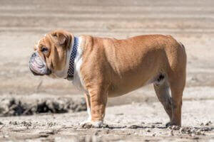 English Bulldog Muscular Dog