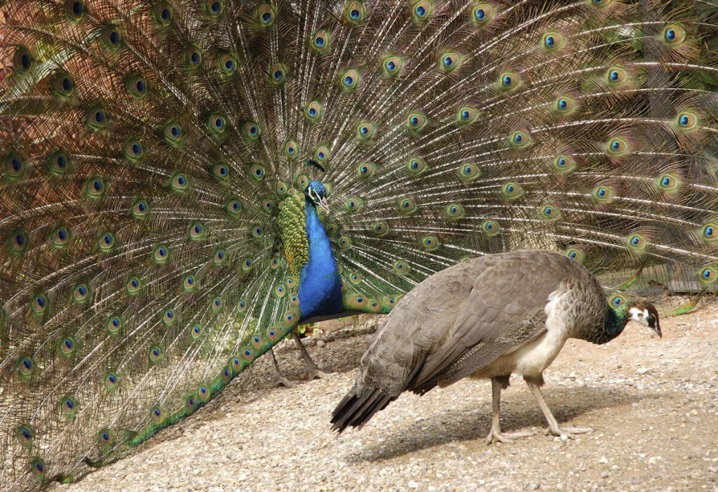 Female Peacock 2