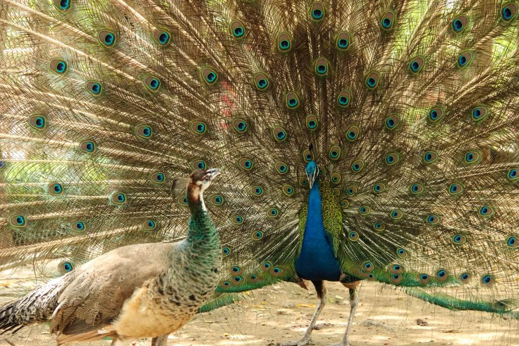 Female Peacock 4