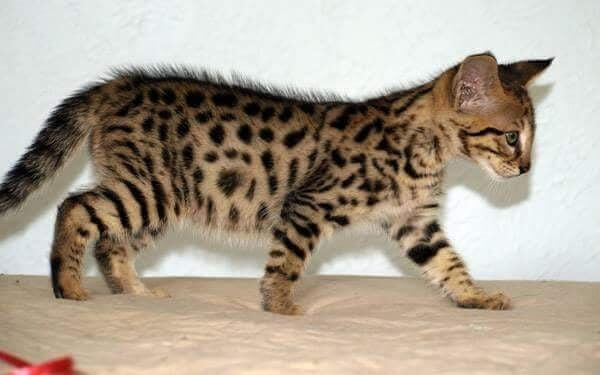 Savannah Kittens 4