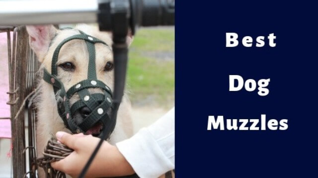 best dog muzzles 6