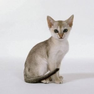 small cat breeds singapura