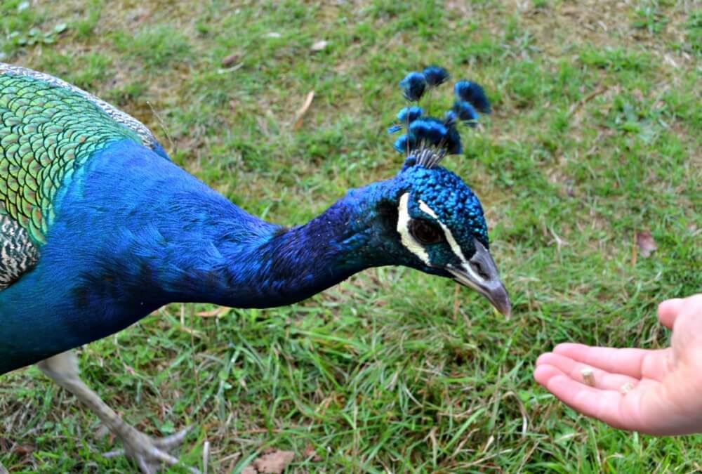 what do peacocks eat 5