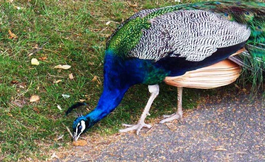 what do peacocks eat 6