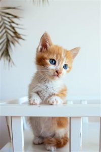Orange White Kitten