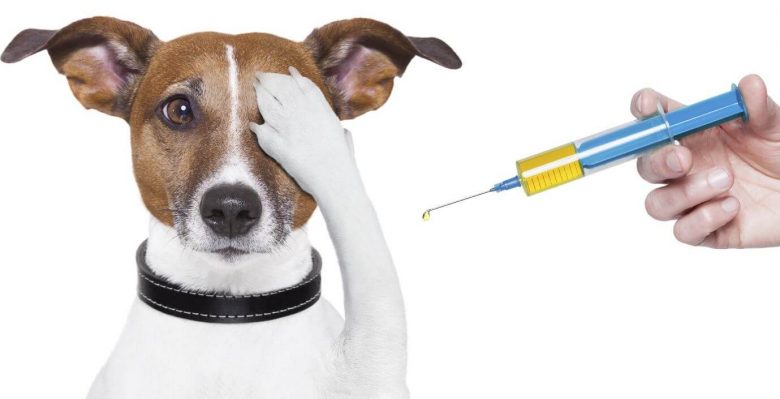 Affordable Pet Care - Vaccinations to Pets