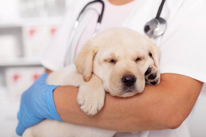 Affordable Pet Care - Veterinarian Visits of Pets