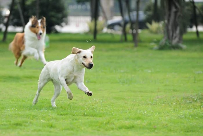Affordablet Pet Care - Dog Park Rules