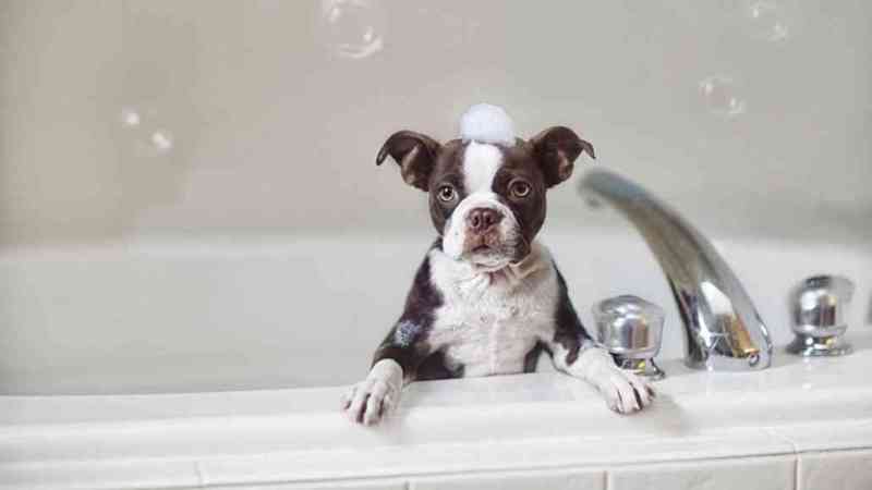 Best Flea Shampoos for Dogs