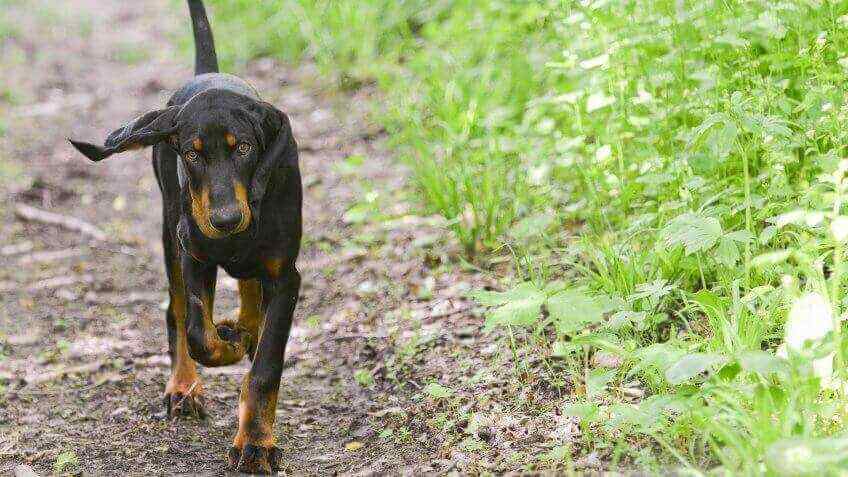 Black and Tan Coonhound Cheapest Dog