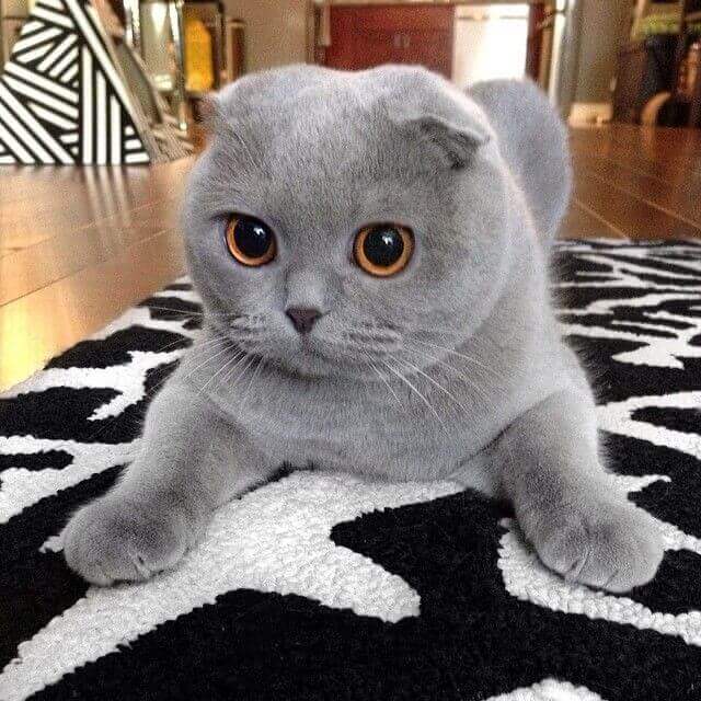 British Shorthair Cat With Big Eyes