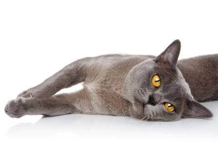 Burmese Cat With Big Eyes