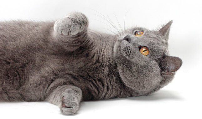 Chartreux Cat With Big Eyes