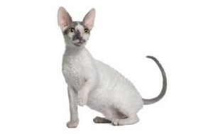 Cornish Rex Cats That Dont Shed