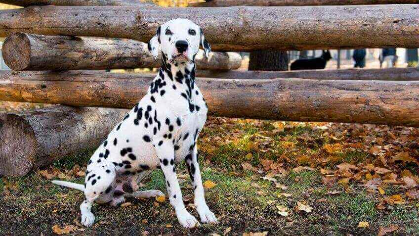 Dalmatian Cheapest Dog