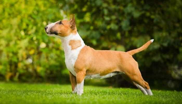 Fighting Dog Breeds Bull Terrier