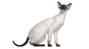 Siamese Cats That Dont Shed