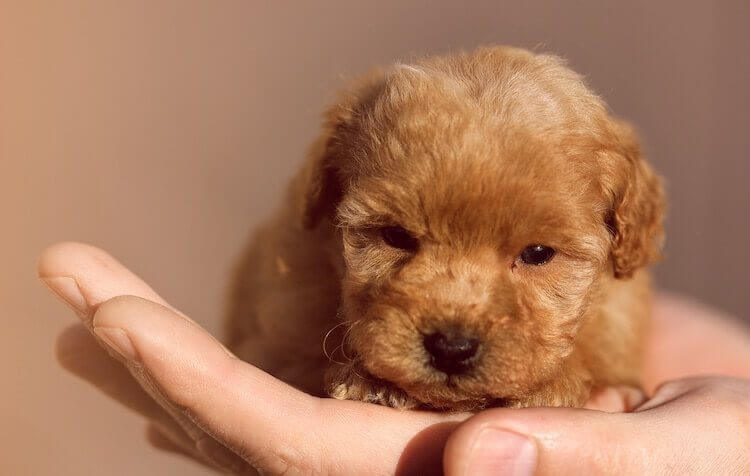Tiny Poodle Dog