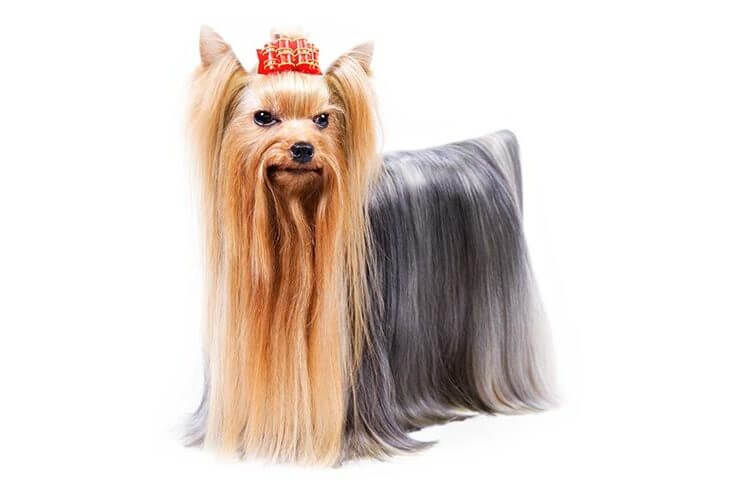 Yorkshire Terrier Cheap Dogs