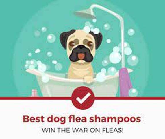 best flea shampoo for dogs 5