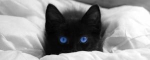 black cat names 5