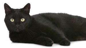 black cat names 8