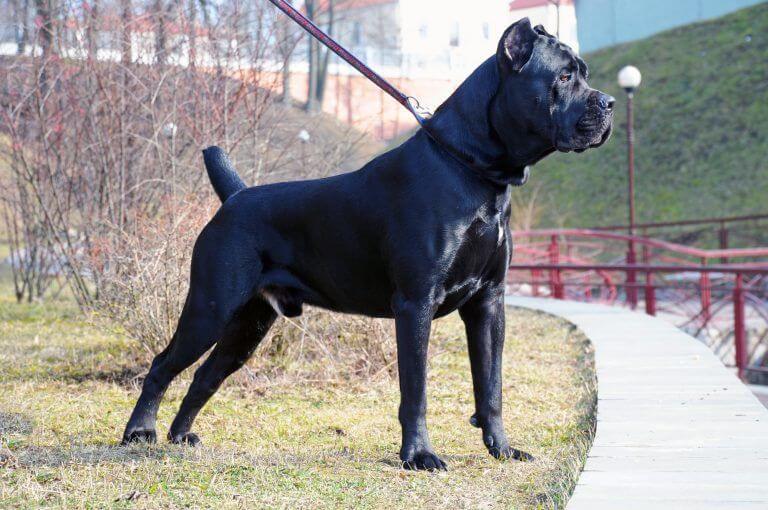 cane corso italiano black dog