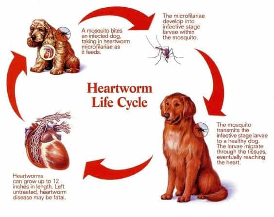 heartworm prevention for dogs 3
