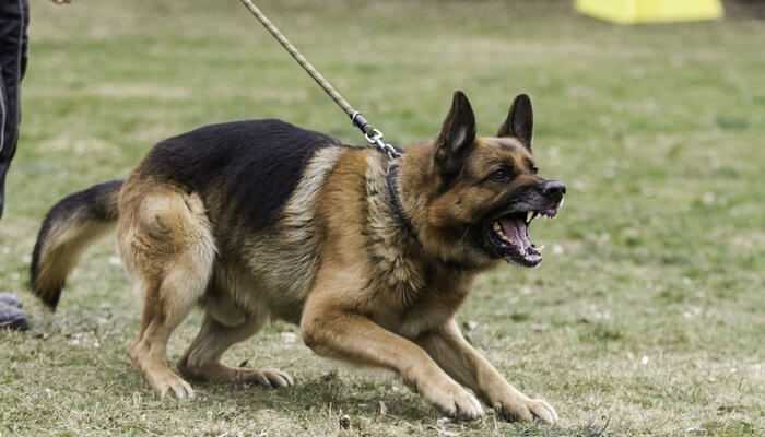 Fighting Dog Breeds German Shepherd