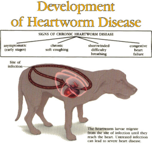 heartworm prevention in dogs 4