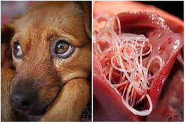 heartworm prevention in dogs